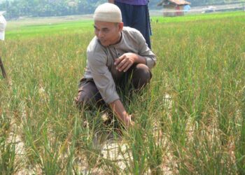 Lewat Asuransi Usaha Tani Padi Pemdakab Bogor Tangani Dampak Kekeringan