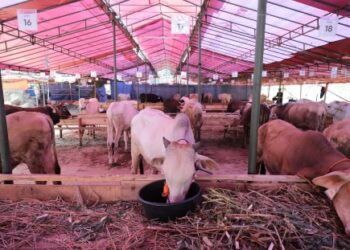 DKPP Kota Bandung Telah Periksa 11.000 Hewan Kurban untuk Pastikan kesehatan dan kelaikannya