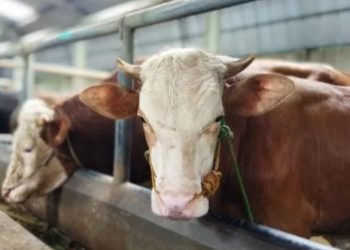 DKPP Kota Bandung Terjunkan 90 Petugas dan Manfaatkan Teknologi Periksa Hewan Kurban