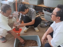 Sampah Organik di Padasuka Diolah Menjadi Maggot Bernilai Ekonomi